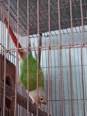 Conur Male