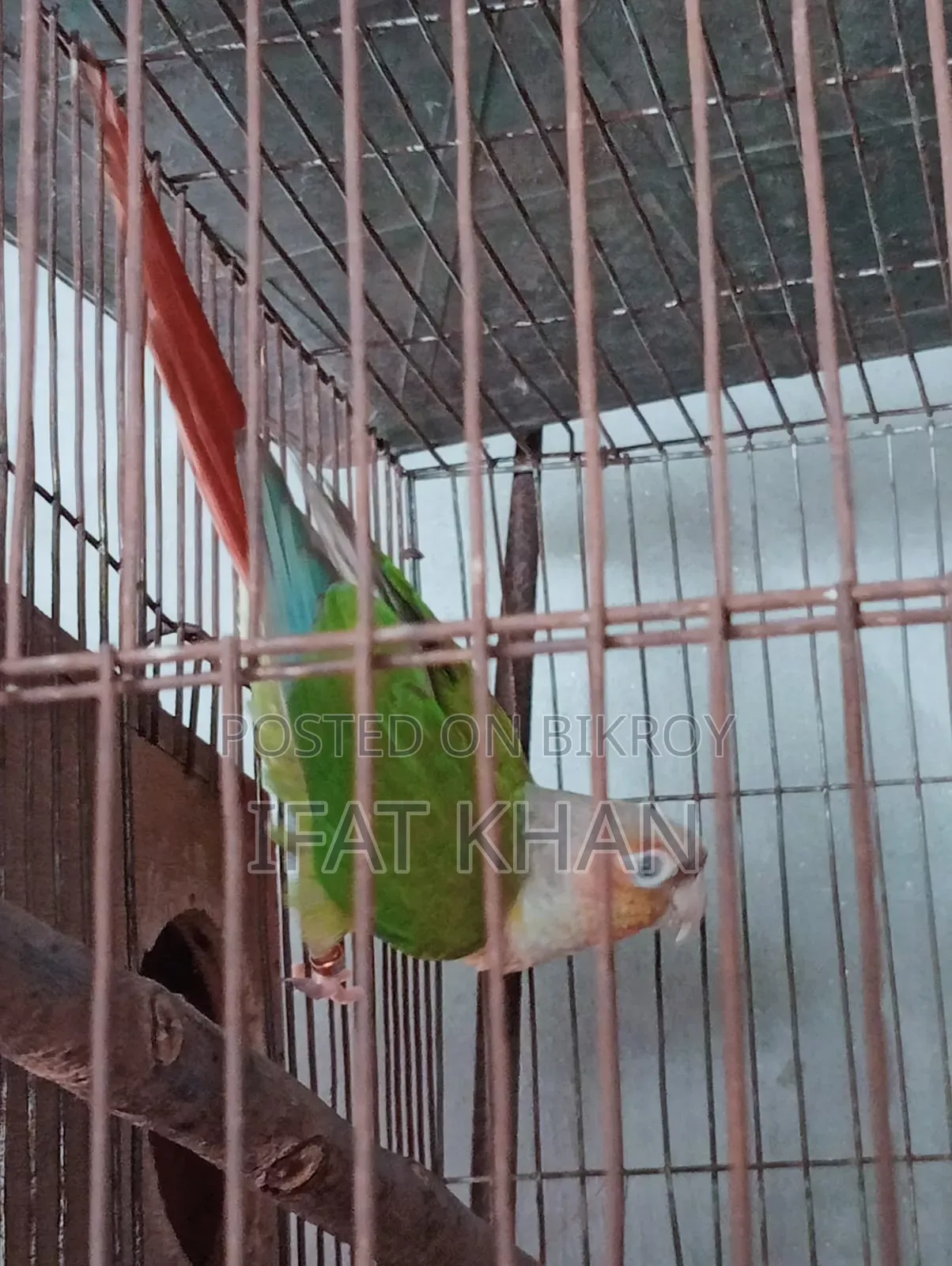Conure Male
