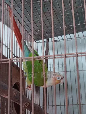 Conure Male