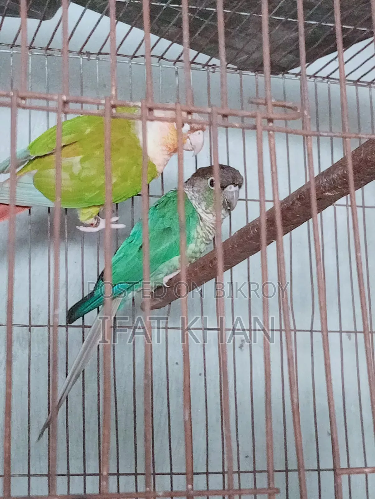 Conure Male