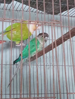 Conure Male