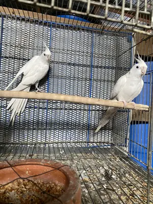 অ্যালবিনো কোকাটেল