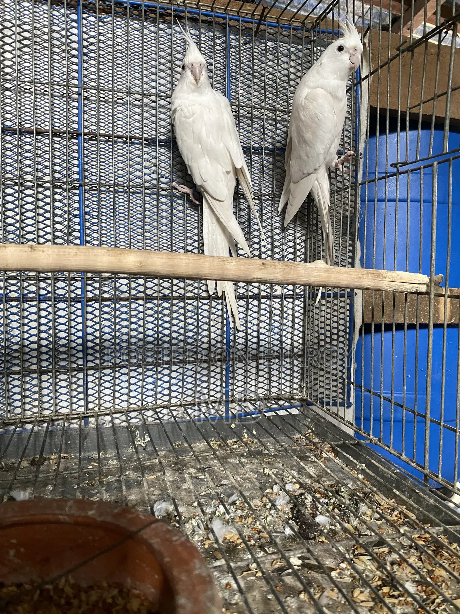 Albino Cockatiel