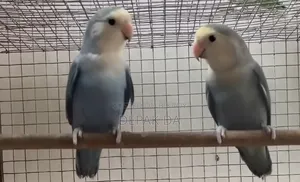 Sky Blue and White Semi Adult Pair.