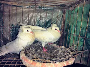 Kobutor Dim Bacca Raning