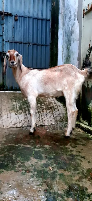 ২ দাতের খসি ছাগল