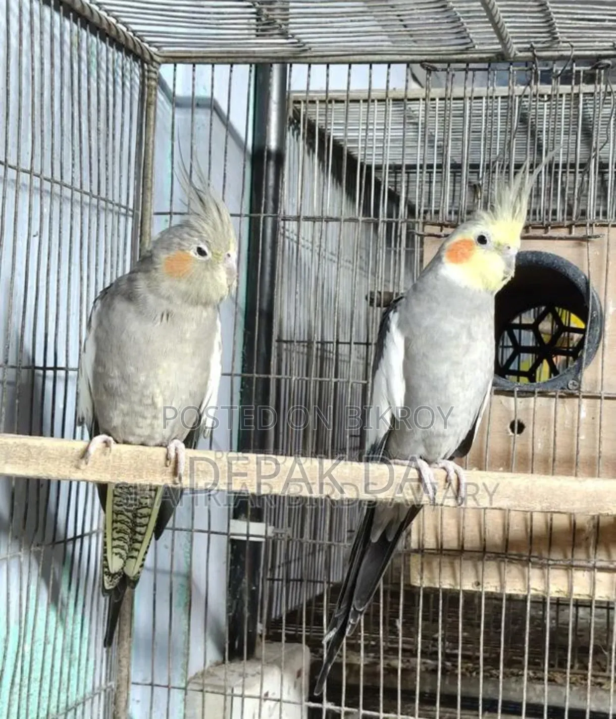 1 Pair Adult Grey Coctailbird.