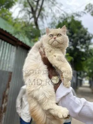 6-12 Months Female Purebred Persian
