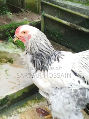 কলম্বিয়া লাইট মেল