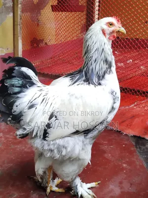 কলম্বিয়া লাইট মেল
