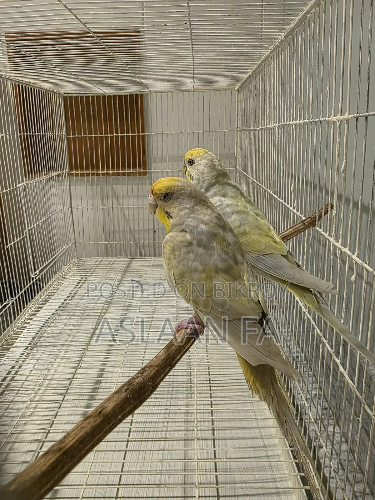 পাখির জোড়া ১টি
