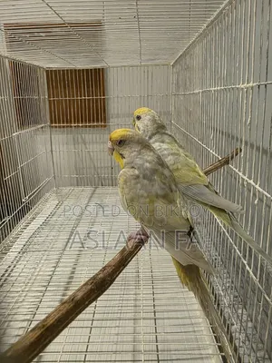 Birds Bonded 1 pair