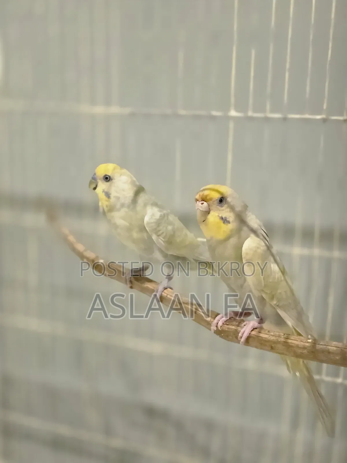 পাখির জোড়া ১টি
