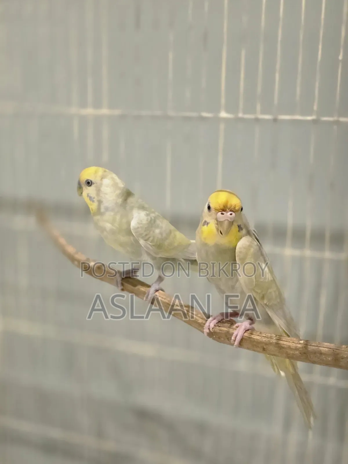 পাখির জোড়া ১টি