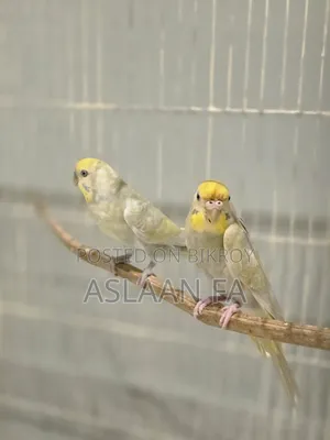 পাখির জোড়া ১টি