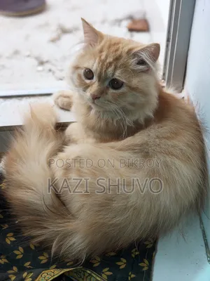 6-12 Months Male Purebred Persian