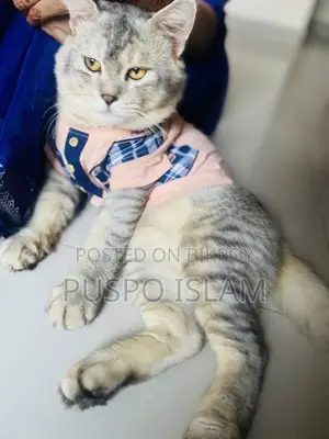 6-12 Months Male Mixed Breed Cat