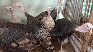 নিউ এডাল্ট টার্কি