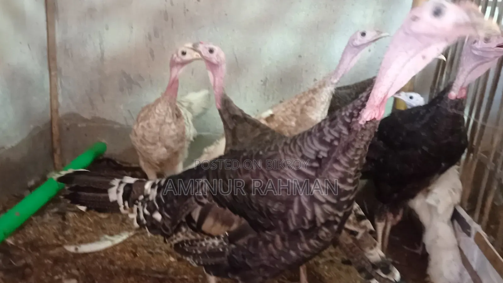 নিউ এডাল্ট টার্কি