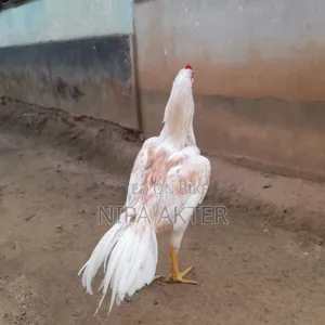 মাহেলা জাত আসিল সেল হবে
