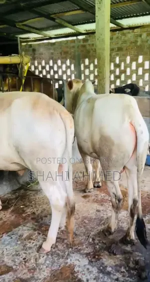 ষাড় গরু১১ টি