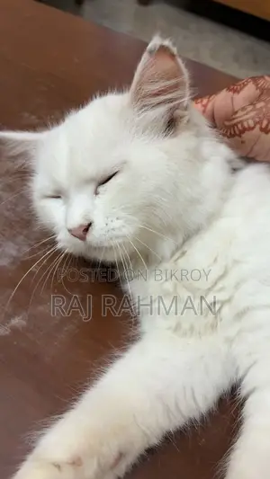 3-6 Months Male Mixed Breed Persian