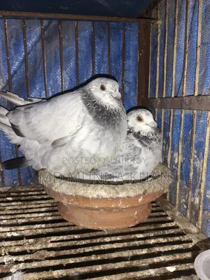 এক জোড়া রানিং গ্রিজল পেয়ার ,