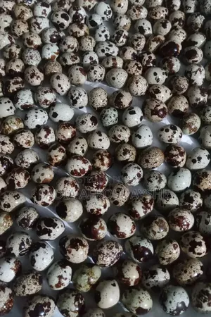 Quail Eggs