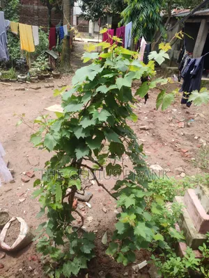 Premium Biconon grape plant sapling - High yielding and disease resistant.