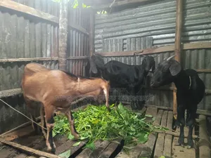 ৪ ছাগল বিক্রি করা হবে। আলোচনা সাপেক্ষে দাম হবে