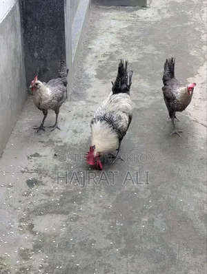 মিশরী ফাওমি