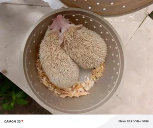 African Pygmy Hedgehog, Twins. Male and Female. Super Runner
