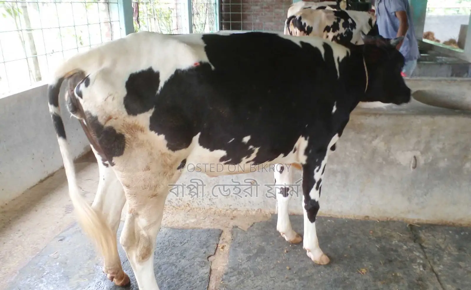 1436 number heifer for sale of good breed.