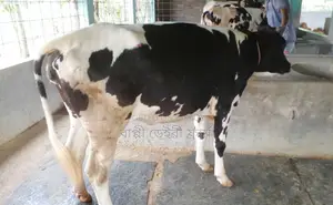 1436 number heifer for sale of good breed.
