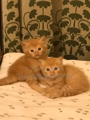 1-3 months Female Mixed Breed Persian