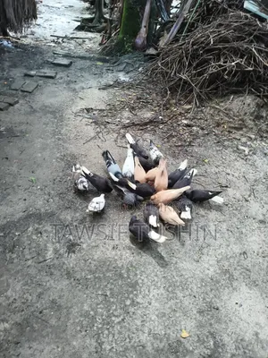 Kisu Kobutor Sel Hbe