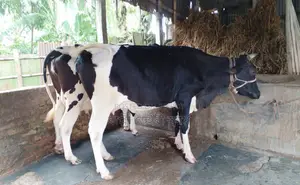 ১৪৩৭নং উন্নত জাতের ২টি গরু ।