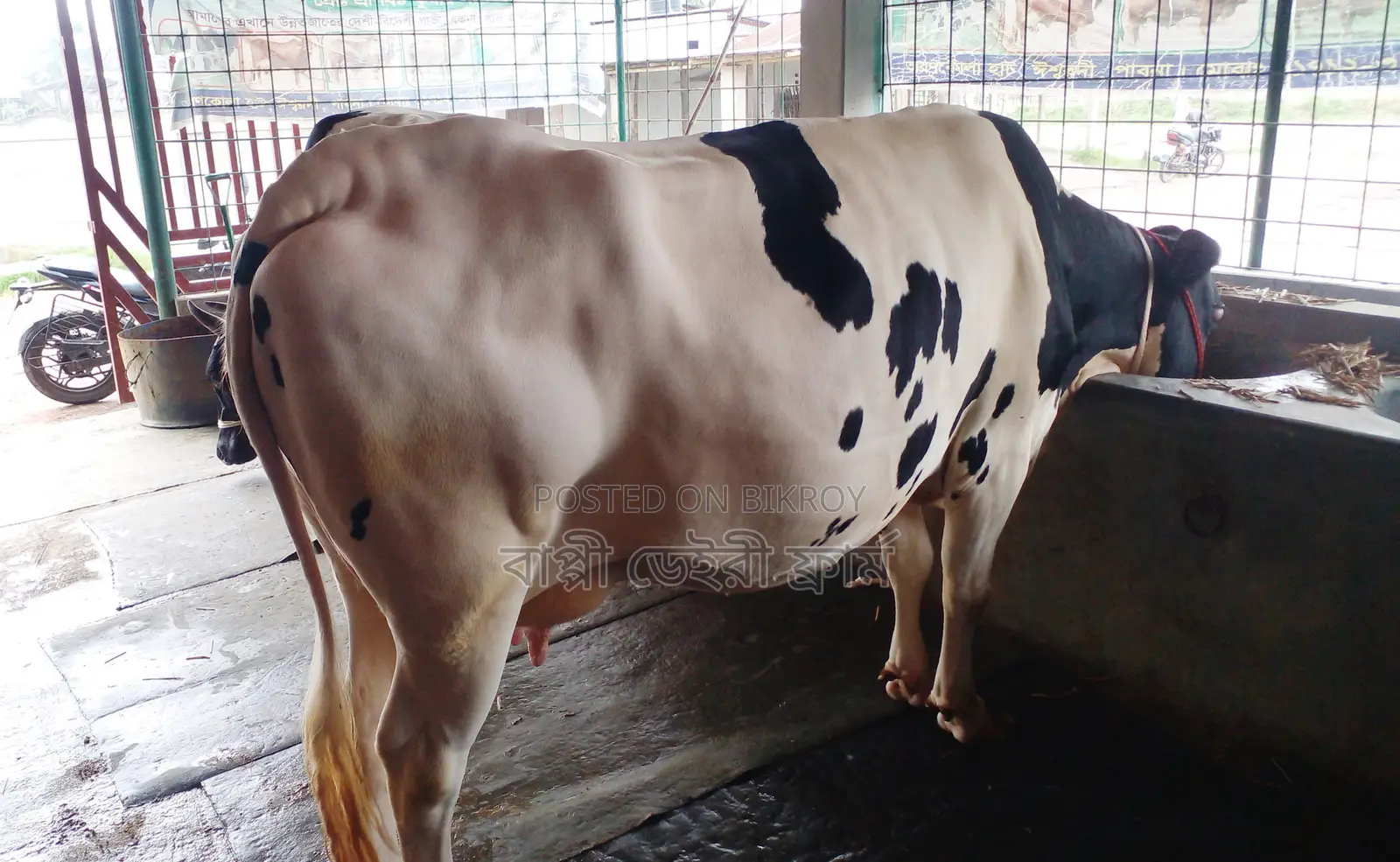Cow number 1438 for sale.
