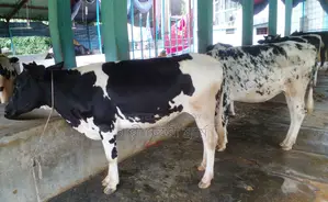 ১৪৪০ নং উন্নত জাতের ৫টি বকনা গরু।