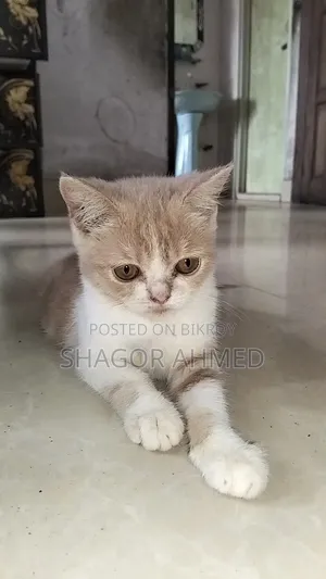 1-3 Months Female Purebred British Shorthair