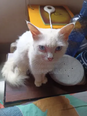 0-1 Month Female Mixed Breed Persian