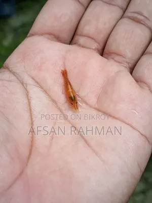 Colour Full Shrimp