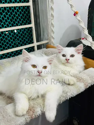 1-3 Months Female Purebred Persian