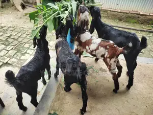 তোতাপুরি ক্রস ছাগল