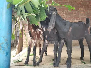 তোতাপুরি ক্রস ছাগল