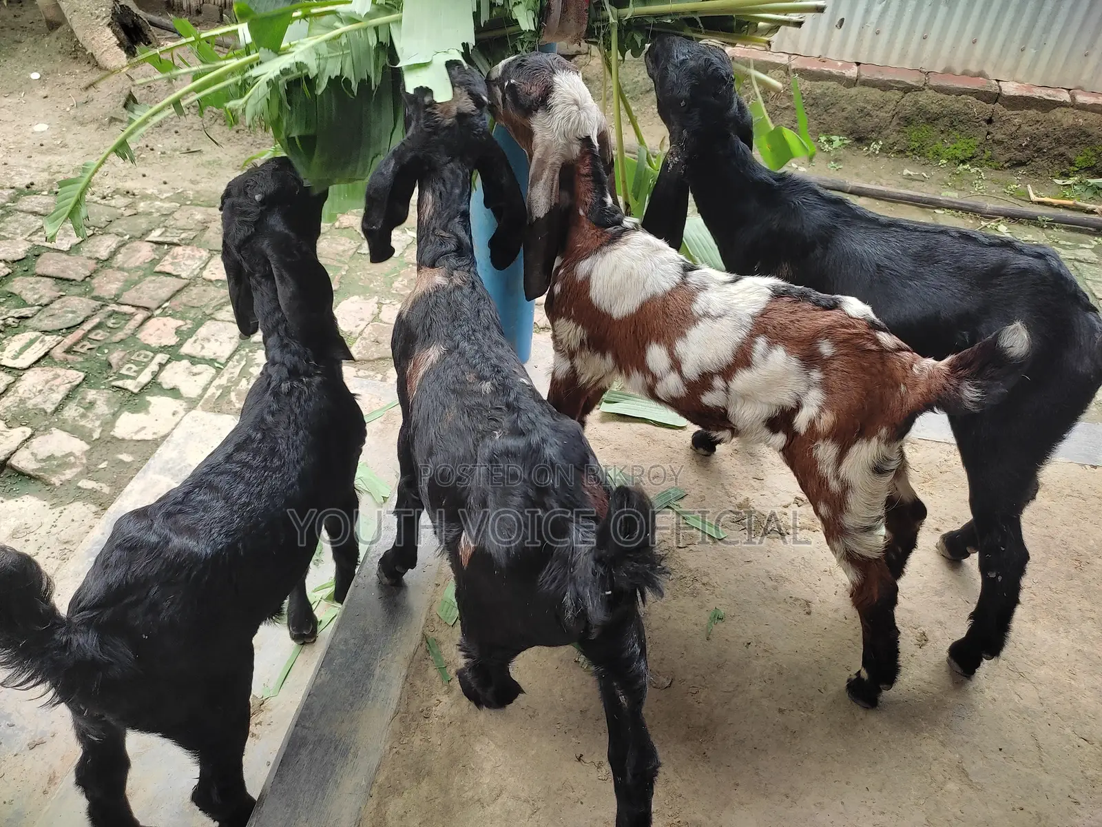 তোতাপুরি ক্রস ছাগল