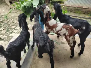 তোতাপুরি ক্রস ছাগল