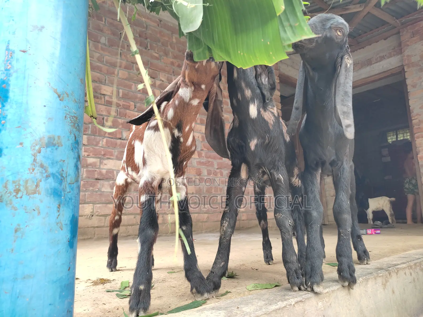 তোতাপুরি ক্রস ছাগল