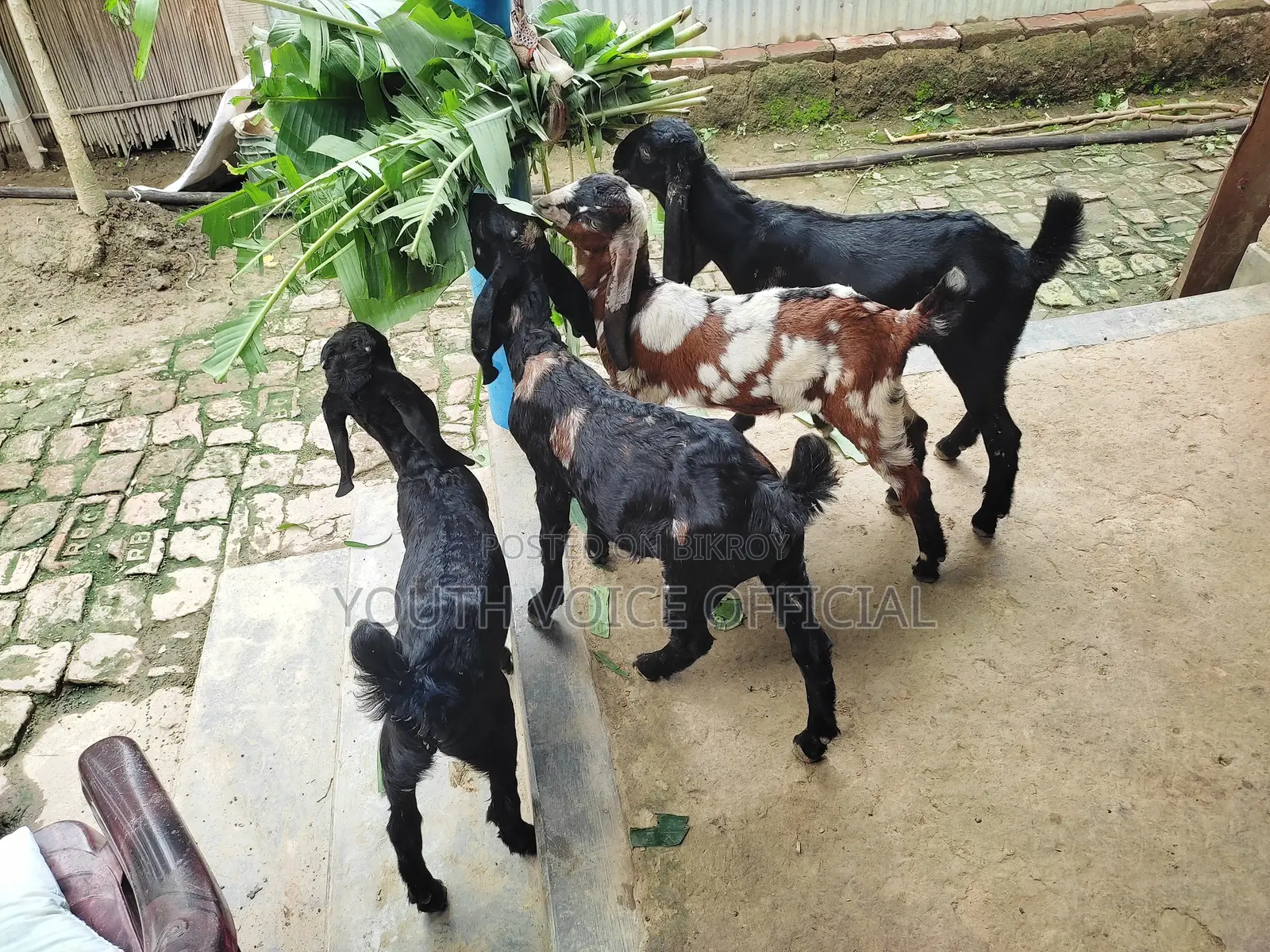 তোতাপুরি ক্রস ছাগল