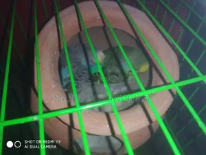 Full setup of Budgie birds